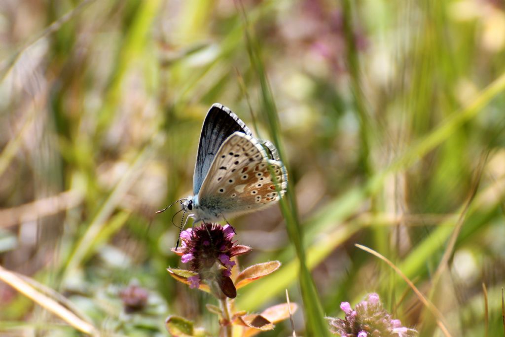 Polyommatus (Lysandra) coridon